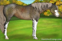 Horse Color:Chocolate Palomino Sabino 