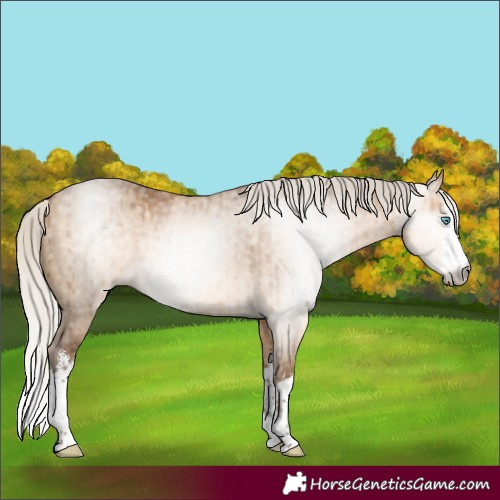 Horse Color:Gray White Spotted Silver Perlino Dun Brindle 