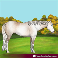 Horse Color:Gray White Spotted Silver Perlino Dun Brindle 