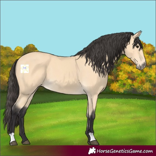 Horse Color:Buckskin 