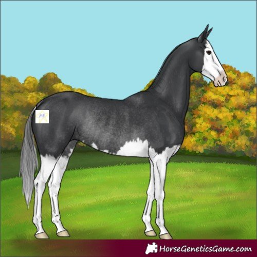 Horse Color:Black Splash Rabicano 