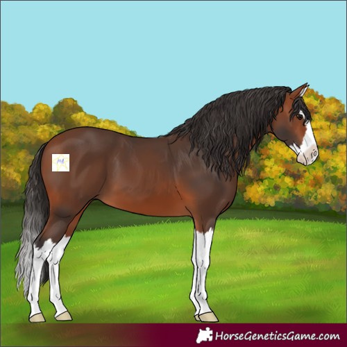 Horse Color:Bay Splash 