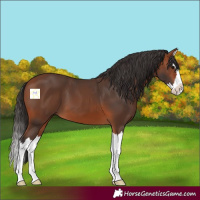 Horse Color:Bay Splash 