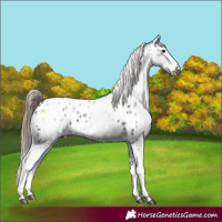 Horse Color:White Spotted Grullo Splash Appaloosa Rabicano 