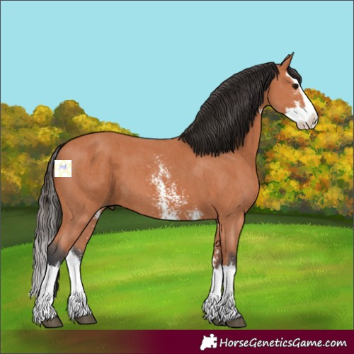 Horse Color:Bay Sabino Splash 