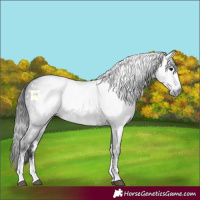 Horse Color:Gray Black Sabino 