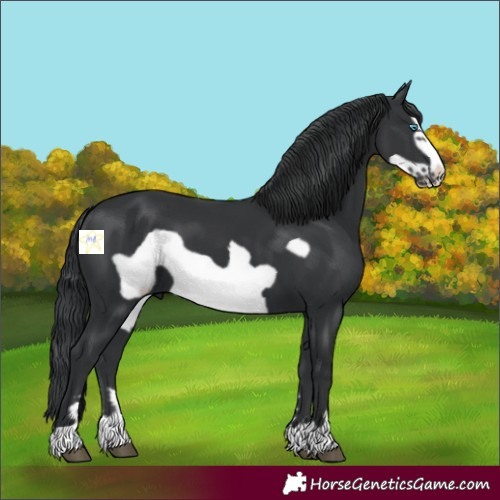 Horse Color:Black Frame 