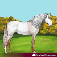 Horse Color:Gray Chestnut Frame 