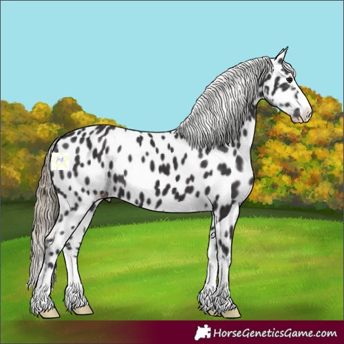 Horse Color:Smoky Black Appaloosa 