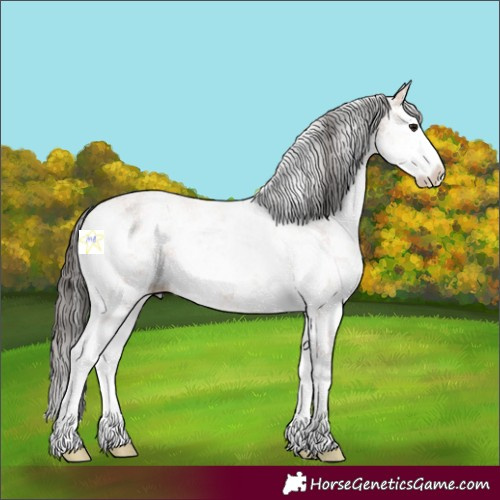 Horse Color:White Spotted Bay Sabino Splash 