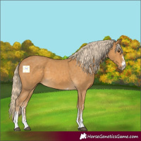 Horse Color:Palomino Sabino 