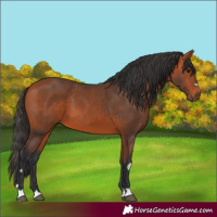 Horse Color:Bay 