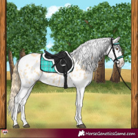 Horse Color:Buckskin Dun Splash Appaloosa