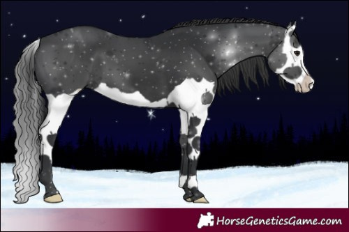 Horse Color:Black Splash 