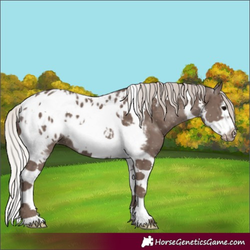 Horse Color:Silver Black Tobiano Frame Appaloosa 