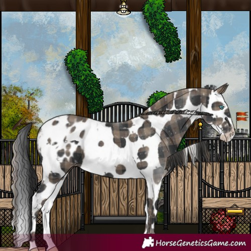 Horse Color:Plaid  Black Splash Tobiano Appaloosa 