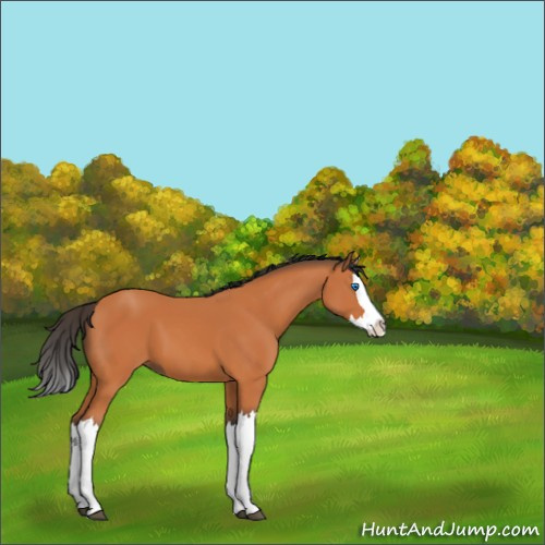 Horse Color:Bay Splash