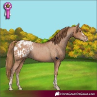 Horse Color:Black Pearl Appaloosa Rabicano and Black Pearl Appaloosa