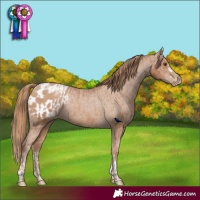 Horse Color:Black Pearl Appaloosa Rabicano  and Black Pearl Appaloosa 