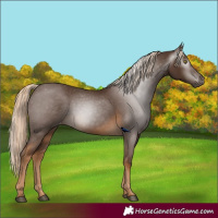 Horse Color:Gray Chocolate Palomino Appaloosa
