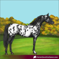 Horse Color:Black Appaloosa
