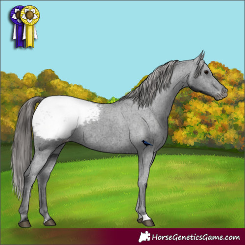 Horse Color:Black Appaloosa 