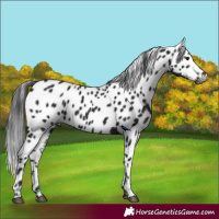 Horse Color:Gray Smoky Black Appaloosa 