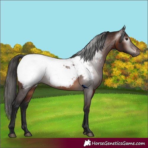 Horse Color:Gray Bay Appaloosa
