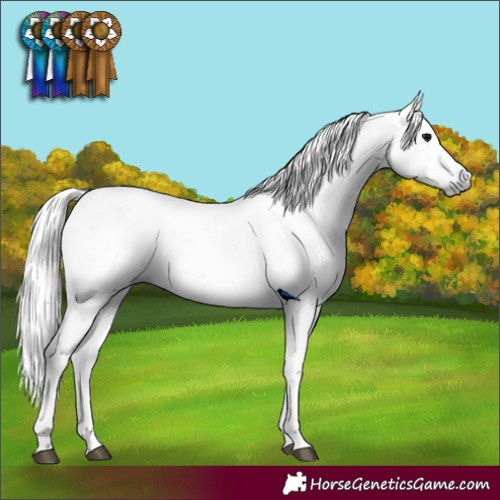 Horse Color:Gray Black Near Leopard