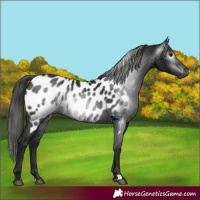 Horse Color:Gray Black Appaloosa 
