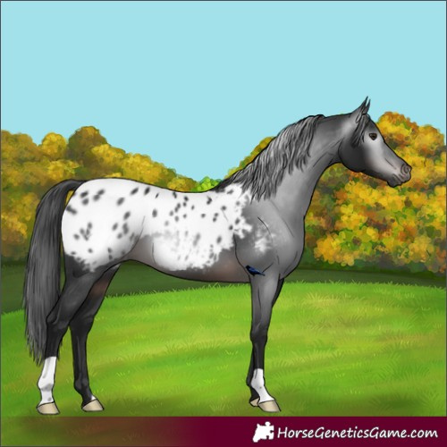 Horse Color:Gray Brown Appaloosa