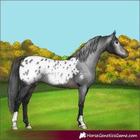 Horse Color:Gray Brown Appaloosa