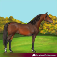 Horse Color:Bay 