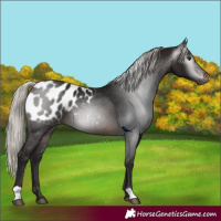 Horse Color:Gray Silver Brown Appaloosa 