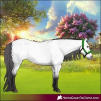 Horse Color:Platinum Buckskin Roan Dun 