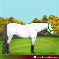 Horse Color:Platinum Buckskin Roan Dun 
