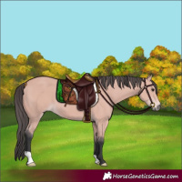 Horse Color:Platinum Bay 