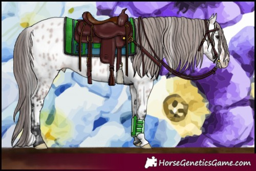 Horse Color:Platinum Bay Dun Appaloosa 