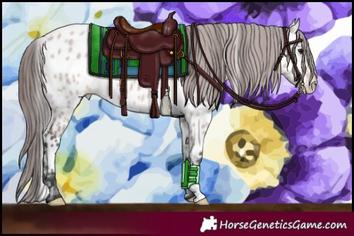 Horse Color:Platinum Bay Dun Appaloosa 