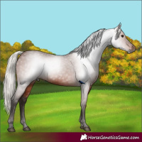 Horse Color:Gray Silver Bay 