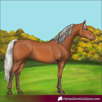 Horse Color:Silver Bay 