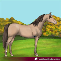 Horse Color:Amber Champagne 