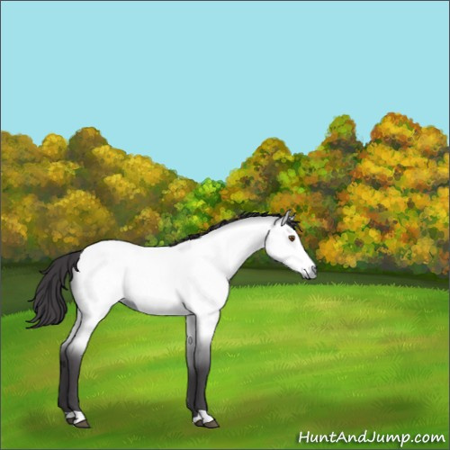 Horse Color:Platinum Buckskin Dun 
