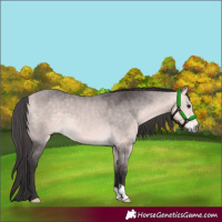 Horse Color:Platinum Buckskin 