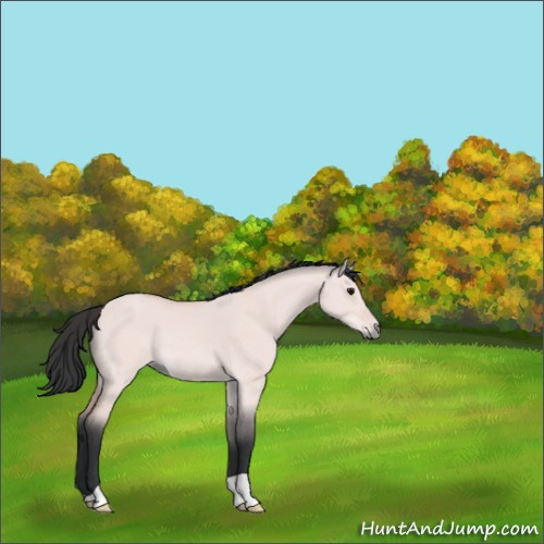 Horse Color:Platinum Bay Dun 