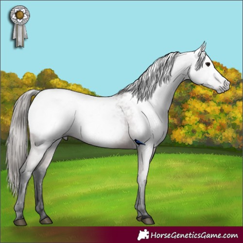 Horse Color:Gray Bay Appaloosa 