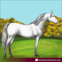 Horse Color:Gray Bay Appaloosa