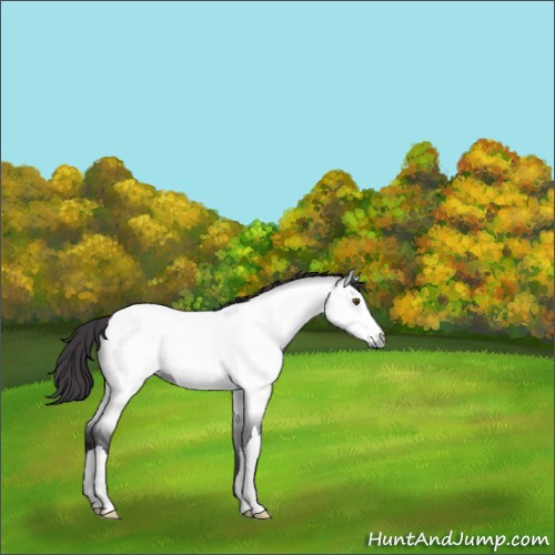 Horse Color:Platinum Buckskin Dun 