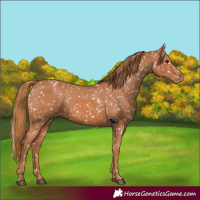 Horse Color:Chestnut Snowflake Varnish 