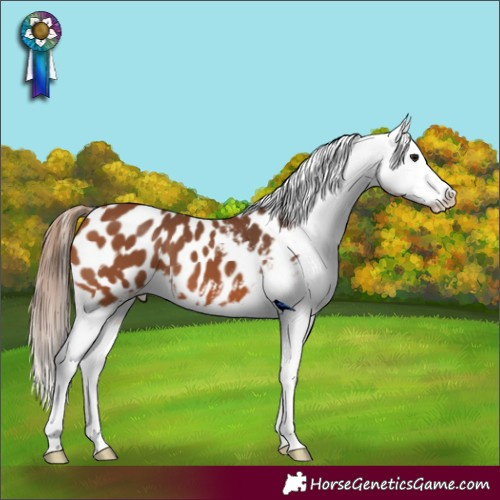 Horse Color:Bay Appaloosa 